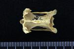 Common Loon (Cervical Vertebrae 3 (Axial) - Dorsal)