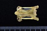 Common Loon (Cervical Vertebrae 3 (Axial) - Ventral)