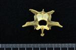 Common Loon (Thoracic Vertebrae 1 (Axial) - Caudal)