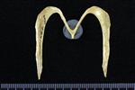 Common Loon (Furcula (Axial) - Proximal)