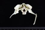 Canvasback (Thoracic Vertebrae Last (Penultimate) (Axial) - Cranial)