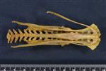 Wedge-tailed Shearwater (Lumbar Vertebrae 1 (Axial) - Ventral)