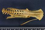 Wedge-tailed Shearwater (Caudal Vertebrae 1 (Axial) - Dorsal)