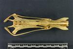Common Loon (Lumbar Vertebrae Last (Axial) - Dorsal)
