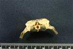 Common Goldeneye (Thoracic Vertebrae Last (Penultimate) (Axial) - Cranial)