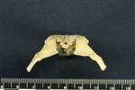 Common Goldeneye (Thoracic Vertebrae Last (Penultimate) (Axial) - Caudal)