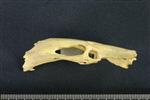 Common Goldeneye (Thoracic Vertebrae Last (Penultimate) (Axial) - Right)