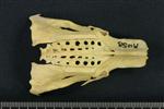Common Goldeneye (Thoracic Vertebrae Last (Penultimate) (Axial) - Dorsal)