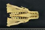 Common Goldeneye (Lumbar Vertebrae Last (Axial) - Ventral)