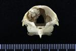 Spruce Grouse (Cranium (Axial) - Cranial)