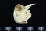Spruce Grouse (Cranium (Axial) - Left)