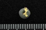 Spruce Grouse (Cervical Vertebrae 1 - Atlas (Axial) - Left)