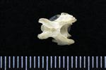 Spruce Grouse (Cervical Vertebrae Last (Axial) - Dorsal)