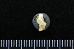 Lesser Scaup (Cervical Vertebrae 1 - Atlas (Axial) - Right)