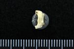 Lesser Scaup (Cervical Vertebrae 1 - Atlas (Axial) - Dorsal)