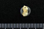 Lesser Scaup (Cervical Vertebrae 1 - Atlas (Axial) - Ventral)