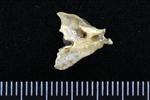 Lesser Scaup (Cervical Vertebrae 2 - Axis (Axial) - Left)