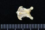 Lesser Scaup (Cervical Vertebrae 3 (Axial) - Dorsal)