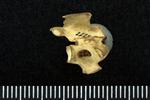 Northern Pintail (Thoracic Vertebrae 1 (Axial) - Right)