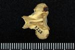 Northern Pintail (Thoracic Vertebrae 1 (Axial) - Dorsal)