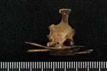 Northern Pintail (Thoracic Vertebrae Middle (Axial) - Left)