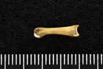 Northern Pintail (Digit 3, Phalanx 3 (Left) - Lateral)
