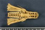 Northern Pintail (Lumbar Vertebrae Middle (Axial) - Ventral)