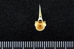 Chub Mackerel (Cervical Vertebrae 1 - Atlas (Axial) - Cranial)