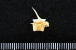 Chub Mackerel (Cervical Vertebrae 1 - Atlas (Axial) - Right)