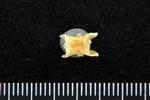 Chub Mackerel (Cervical Vertebrae 1 - Atlas (Axial) - Ventral)
