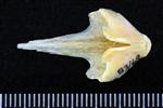 Black Rockfish (Vomer (Axial) - Dorsal)