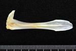 Black Rockfish (Parasphenoid (Axial) - Dorsal)