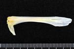 Black Rockfish (Parasphenoid (Axial) - Ventral)