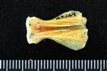 Black Rockfish (Basioccipital (Axial) - Ventral)