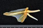 Black Rockfish (Dorsal Fin Spines (Axial) - Left)