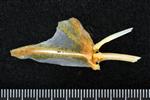 Black Rockfish (Dorsal Fin Spines (Axial) - Right)