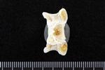Lingcod (Cervical Vertebrae 1 - Atlas (Axial) - Dorsal)
