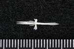 Fourhorn Sculpin (Parasphenoid (Axial) - Dorsal)