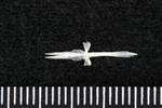 Fourhorn Sculpin (Parasphenoid (Axial) - Ventral)