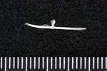 Fourhorn Sculpin (Parasphenoid (Axial) - Right)