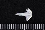 Pacific Sandfish (Vomer (Axial) - Dorsal)