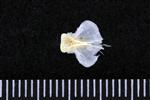 Pacific Sandfish (Basioccipital (Axial) - Ventral)