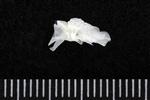Pacific Sandfish (Supraoccipital (Axial) - Right)