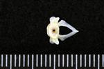 Pacific Sandfish (Cervical Vertebrae 1 - Atlas (Axial) - Caudal)