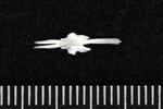 Penpoint gunnel (Parasphenoid (Axial) - Dorsal)