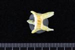 Atlantic Cod (Cervical Vertebrae 1 - Atlas (Axial) - Ventral)