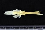 Atlantic Cod (Parasphenoid (Axial) - Dorsal)