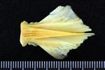 Atlantic Cod (Basioccipital (Axial) - Ventral)