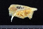 Chinook Salmon (Supraoccipital (Axial) - Right)