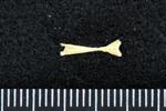 Kokanee Salmon (Ultimate Vertebra (Axial) - Dorsal)